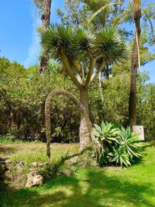 Klimatyczny Loft I Egzotyczny Basen Διαμέρισμα Benalmádena Εξωτερικό φωτογραφία